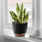 FOUKUS Set of 5 Self-Watering Plant Pots with Drainage – Eco-Friendly Plastic Planters for Indoor & Outdoor Use – Pots for Succulents, Cactus, Snake Plants (7, 6.5, 6, 5.5, 5) – Green - Image 18